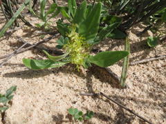 Tetragonia chenopodioides