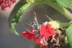 Ancistrocerus madaera