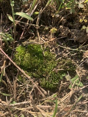 Bryophyta