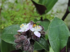 Augochloropsis ignita