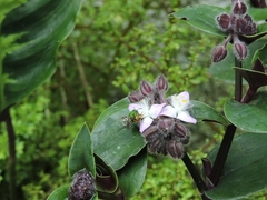 Augochloropsis ignita