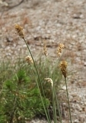 Carex douglasii
