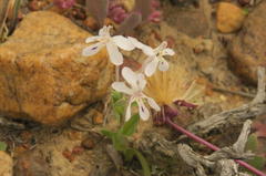 Lapeirousia pyramidalis pyramidalis