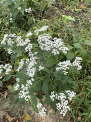 Ageratina altissima