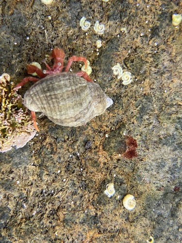 Representative image of Anapagurus chiroacanthus