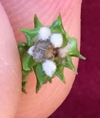 Phylica debilis debilis