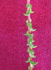 Phylica debilis debilis