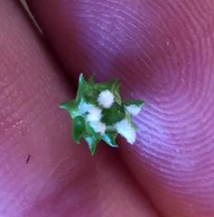 Phylica debilis debilis