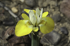 Moraea macronyx
