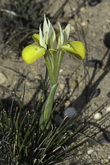 Moraea macronyx