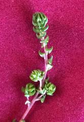 Phylica debilis debilis