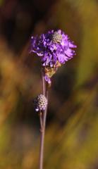 Pseudoselago similis