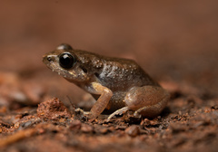 Arthroleptis poecilonotus
