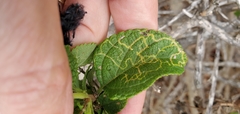 photo of Ophiomyia mine in a Lantana leaf