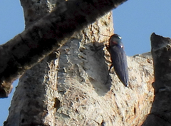 Belionota prasina