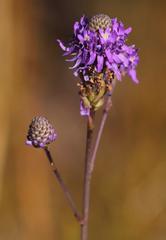 Pseudoselago similis