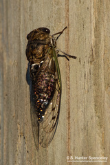 Cicadinae