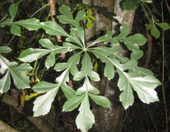 Cussonia zuluensis