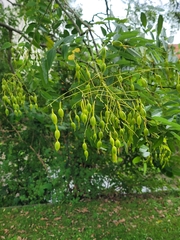 Styphnolobium