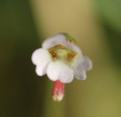 Pinguicula lusitanica