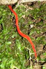 Arthurdendyus testaceus