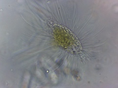 Mallomonas caudata