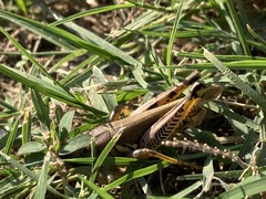 Melanoplus differentialis