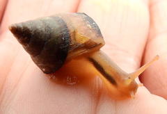 Cerastidae