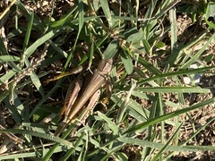 Melanoplus differentialis