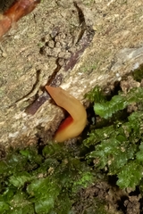 Arthurdendyus testaceus