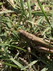 Melanoplus differentialis