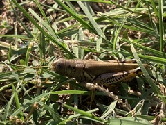 Melanoplus differentialis