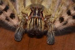 Cupiennius salei