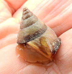 Cerastidae