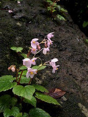 Begonia crenata