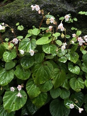 Begonia crenata