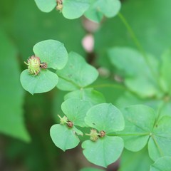 Euphorbia squamosa