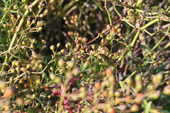 Rosa multiflora