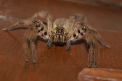 Cupiennius salei