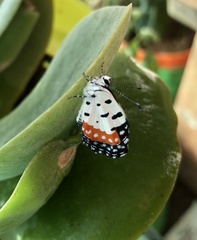 Talicada nyseus nyseus