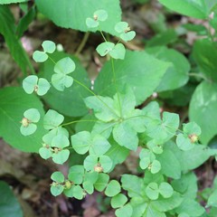 Euphorbia squamosa