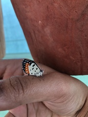Talicada nyseus nyseus