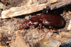 Gastrellarius honestus