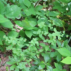 Euphorbia squamosa