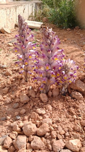 Cistanche violacea