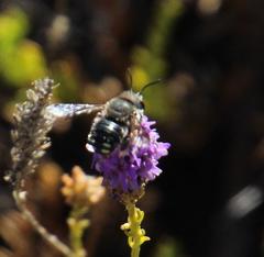 Pseudoselago similis