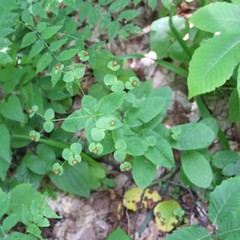 Euphorbia squamosa