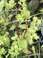 Euphorbia peplus