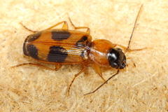 Badister neopulchellus