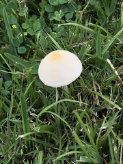 Conocybe